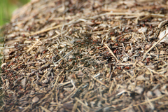 Formica obscuripes