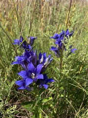 Gentiana puberulenta