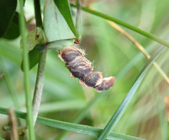 Coleophora discordella