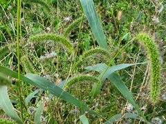 Setaria faberi