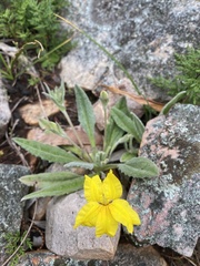 Goodenia robusta