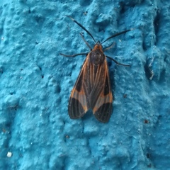 Dycladia emerita