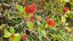 Metrosideros polymorpha
