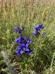 Gentiana puberulenta