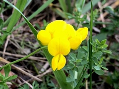 Lotus corniculatus
