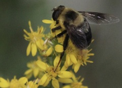 Eristalis flavipes