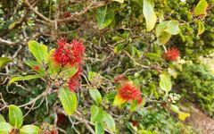 Metrosideros polymorpha