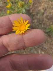 Grindelia