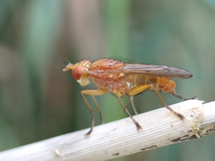 Tetanocera