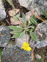 Goodenia robusta