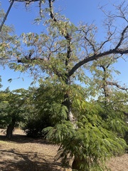 Gleditsia triacanthos