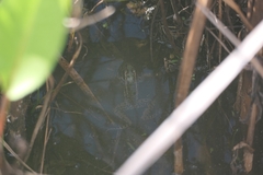 Lithobates