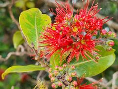 Metrosideros polymorpha