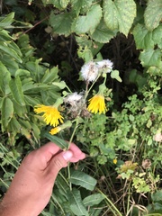 Sonchus arvensis