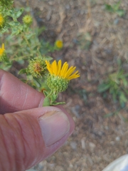 Grindelia