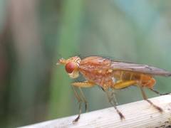 Tetanocera