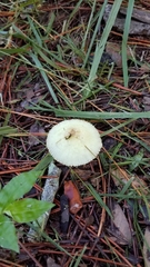 Leucocoprinus fragilissimus