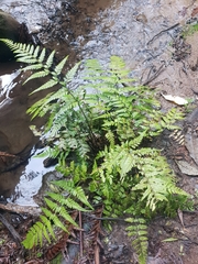 Parapolystichum acuminatum