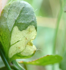Coleophora discordella