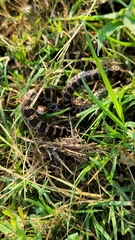 Lampropeltis calligaster