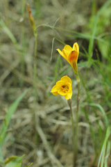 Zephyranthes tubispatha
