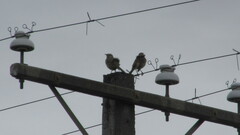 Mimus thenca