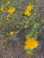 Grindelia