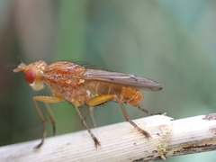 Tetanocera