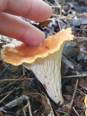 Turbinellus floccosus