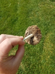 Candolleomyces candolleanus
