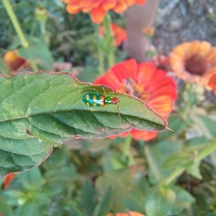 Diabrotica speciosa