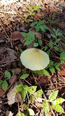 Leucocoprinus fragilissimus