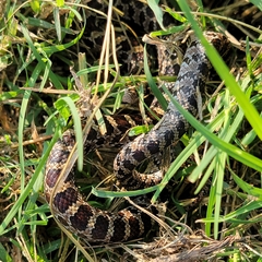 Lampropeltis calligaster