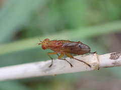 Tetanocera