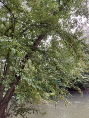 Carpinus