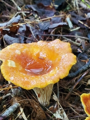 Turbinellus floccosus