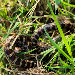 Lampropeltis calligaster
