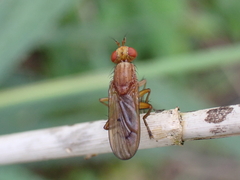 Tetanocera