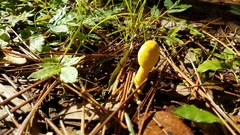 Leucocoprinus birnbaumii image