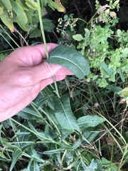 Sonchus arvensis
