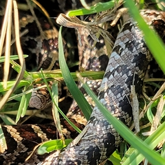 Lampropeltis calligaster