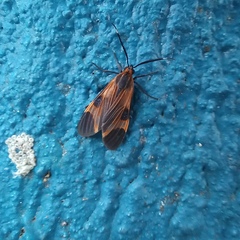 Dycladia emerita