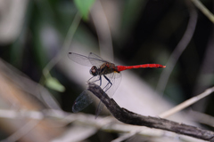 Sympetrum eroticum