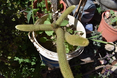 Cleistocactus winteri