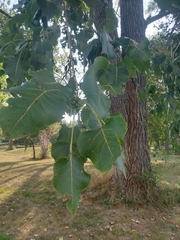 Populus deltoides