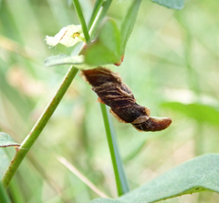 Coleophora discordella