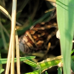 Lampropeltis calligaster