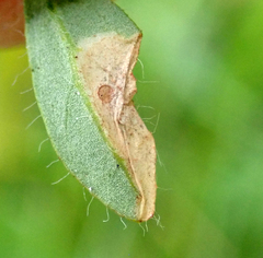 Coleophora discordella