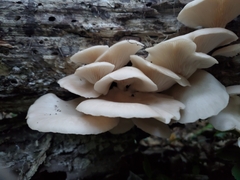 Pleurotus pulmonarius