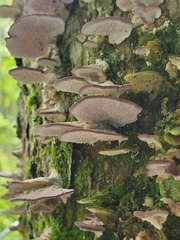 Trichaptum biforme
